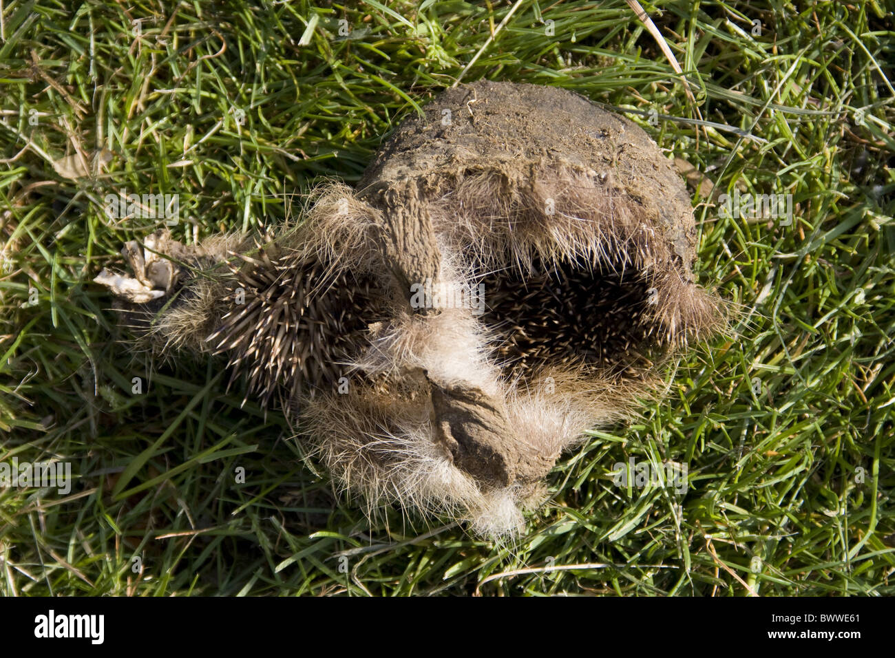 Hedgehog skin turned inside out by a fox Stock Photo
