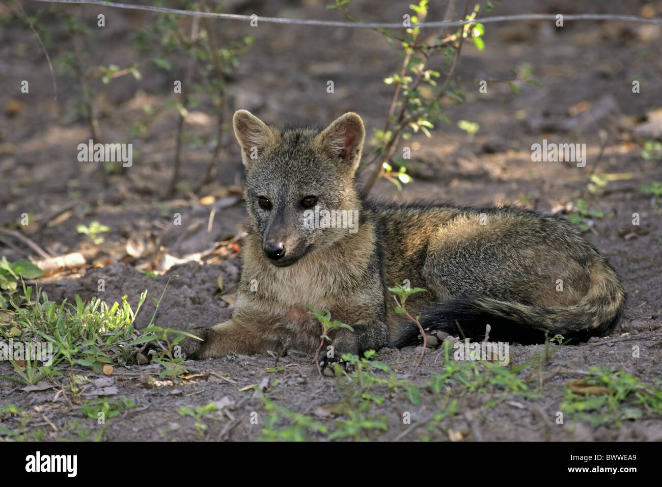 ruhend resting zorro zorros small eared dog dogs mammal mammals crab