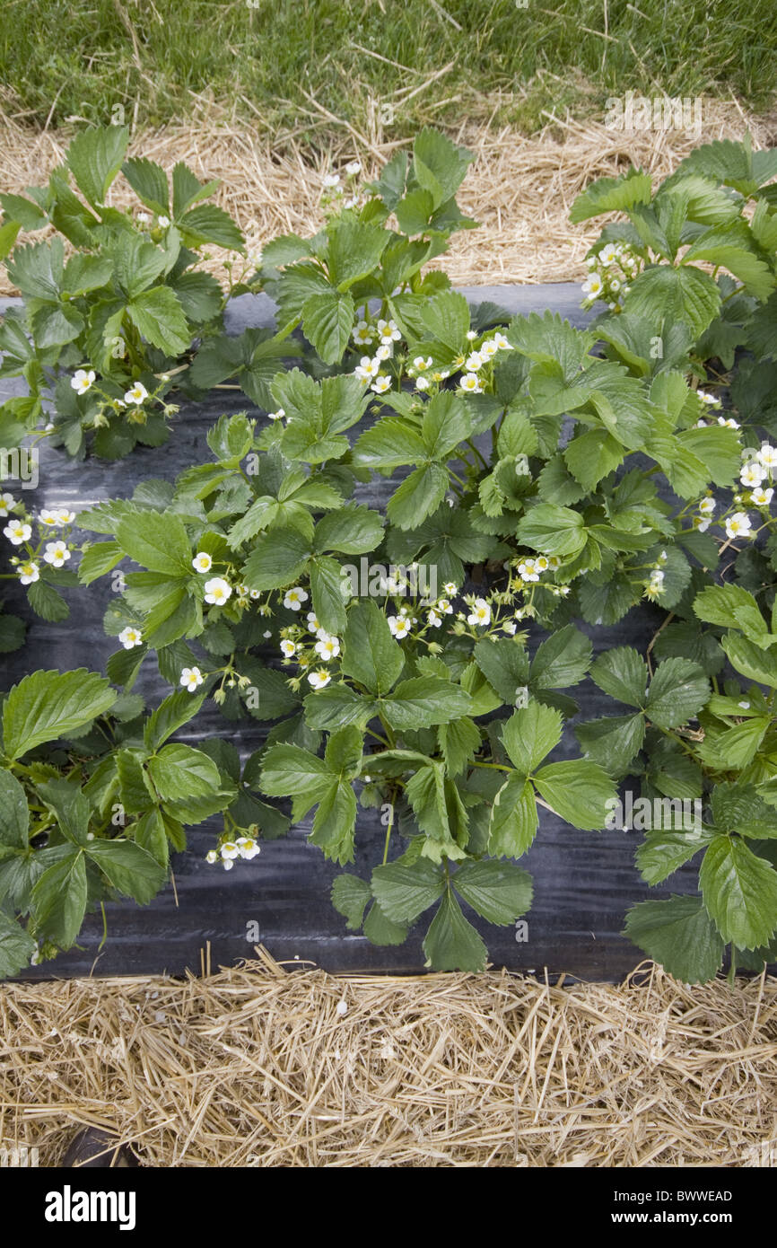 Freshly laid straw used to reduce mud splash on fruit. Elsanta