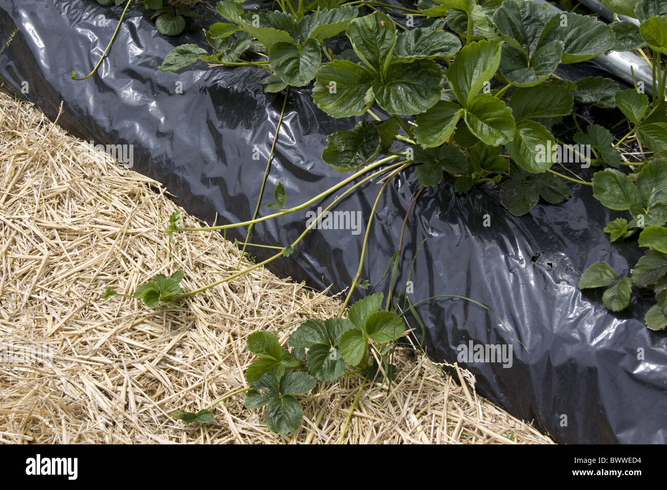 strawberry plant runners Stock Photo Alamy