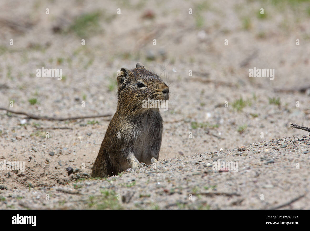 animal animals mammal mammals rodent rodents 'tuco-tuco' 'tuco-tucos' 'tuco tuco' 'tuco tucos' 'south america' 'south american' Stock Photo