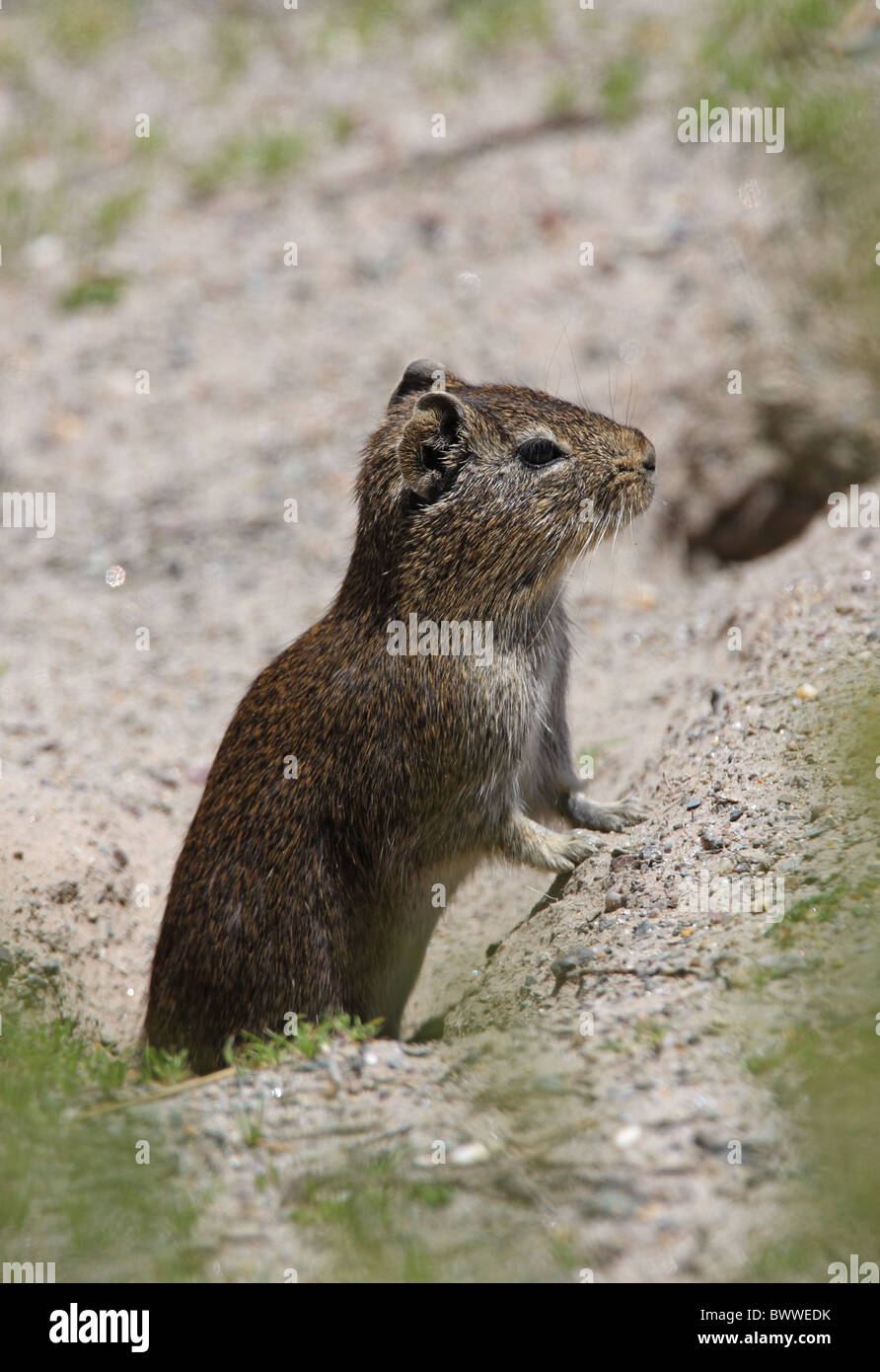 animal animals mammal mammals rodent rodents 'tuco-tuco' 'tuco-tucos' 'tuco tuco' 'tuco tucos' 'south america' 'south american' Stock Photo
