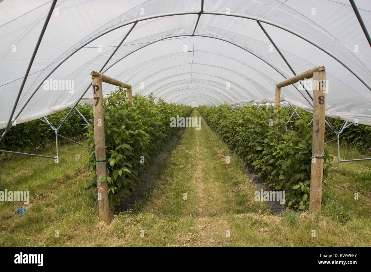 Maravilla Raspberries growing in a polly tunnel Stock Photo Alamy