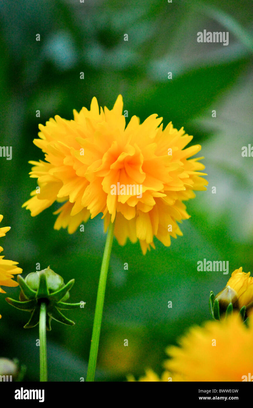 yellow pompom flower Stock Photo Alamy