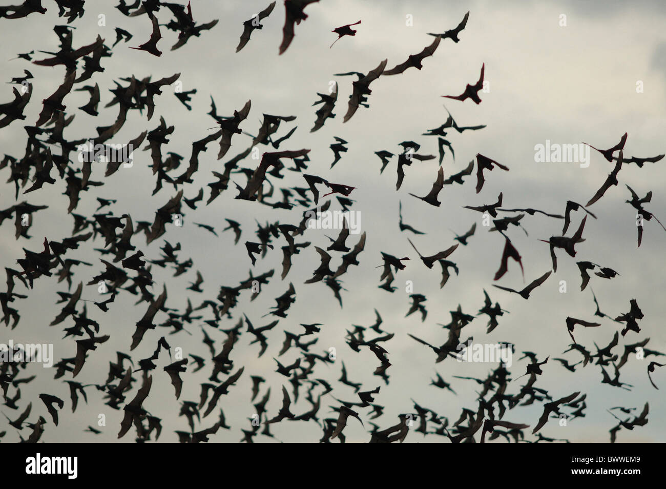 Wrinkle-lipped Free-tailed Bat (Chaerephon plicata) hugh flock, in flight, emerging from cave at dusk, Khao Yai N.P., Thailand, Stock Photo