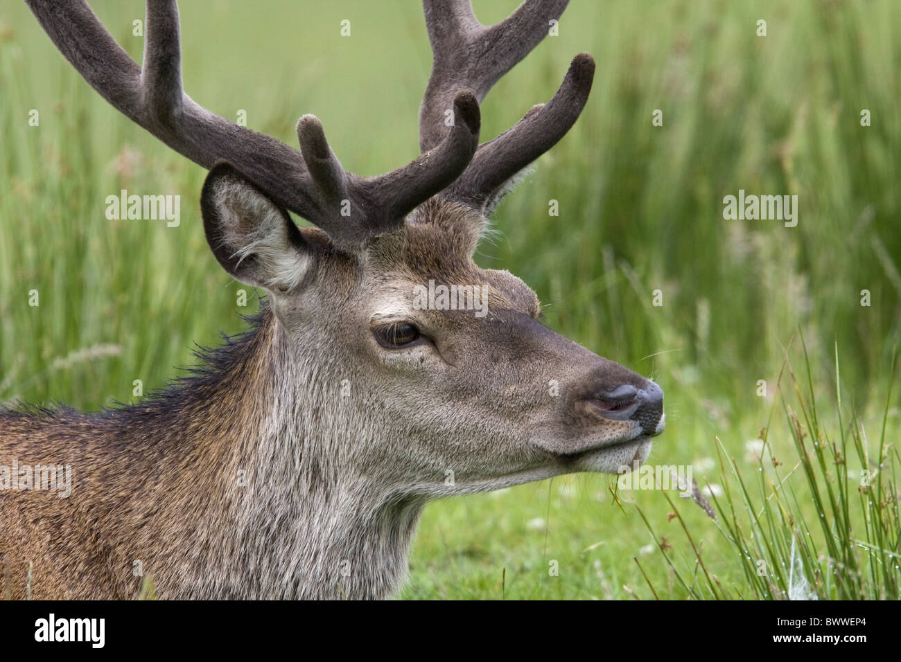 Red Deer Stag with velvet antlers Stock Photo