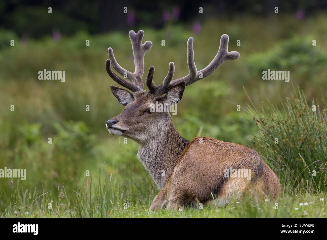 Red Deer stag with velvet antlers Isle Jura Stock Photo