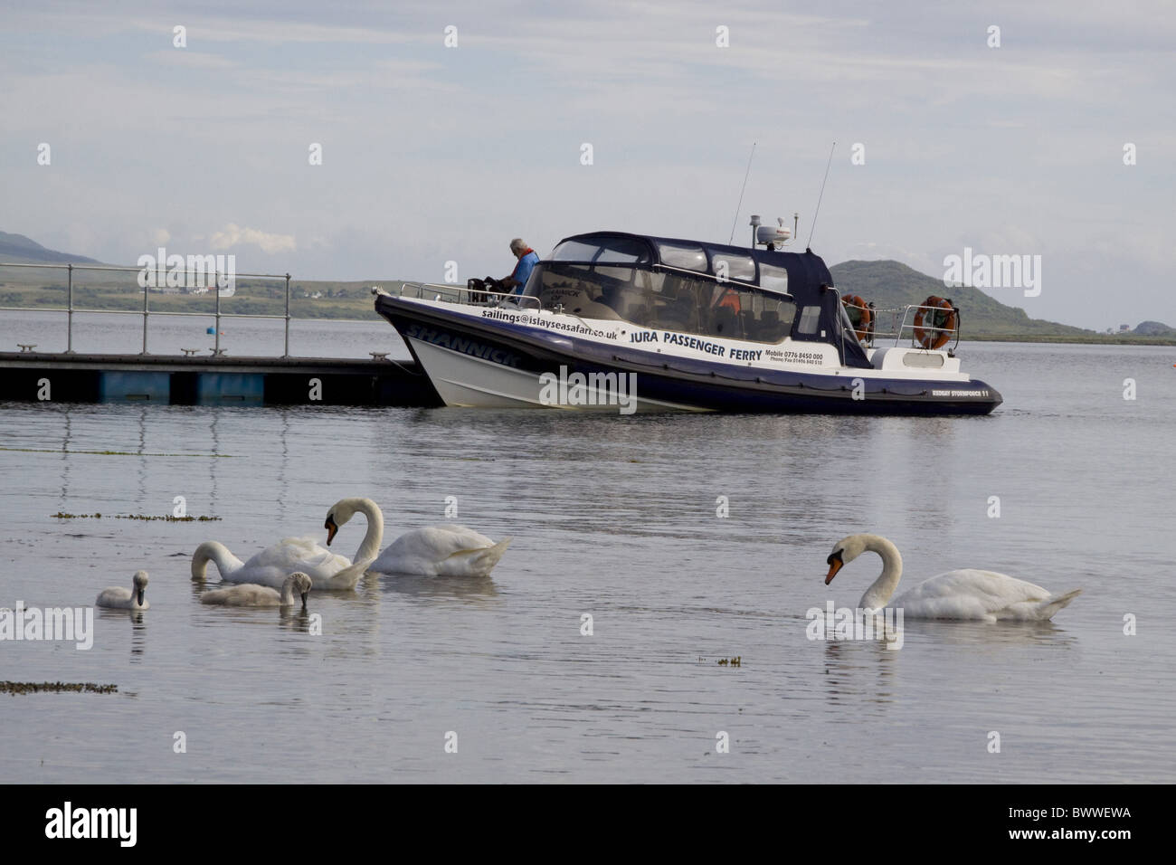 Mute swan family Craighouse jura jetty with rib Stock Photo