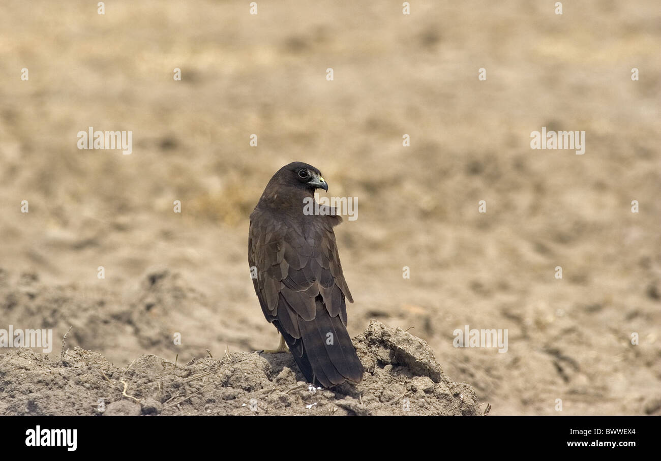 Montagu's Harrier (Circus pygargus) melanistic form, adult, standing on ground, Spain Stock Photo