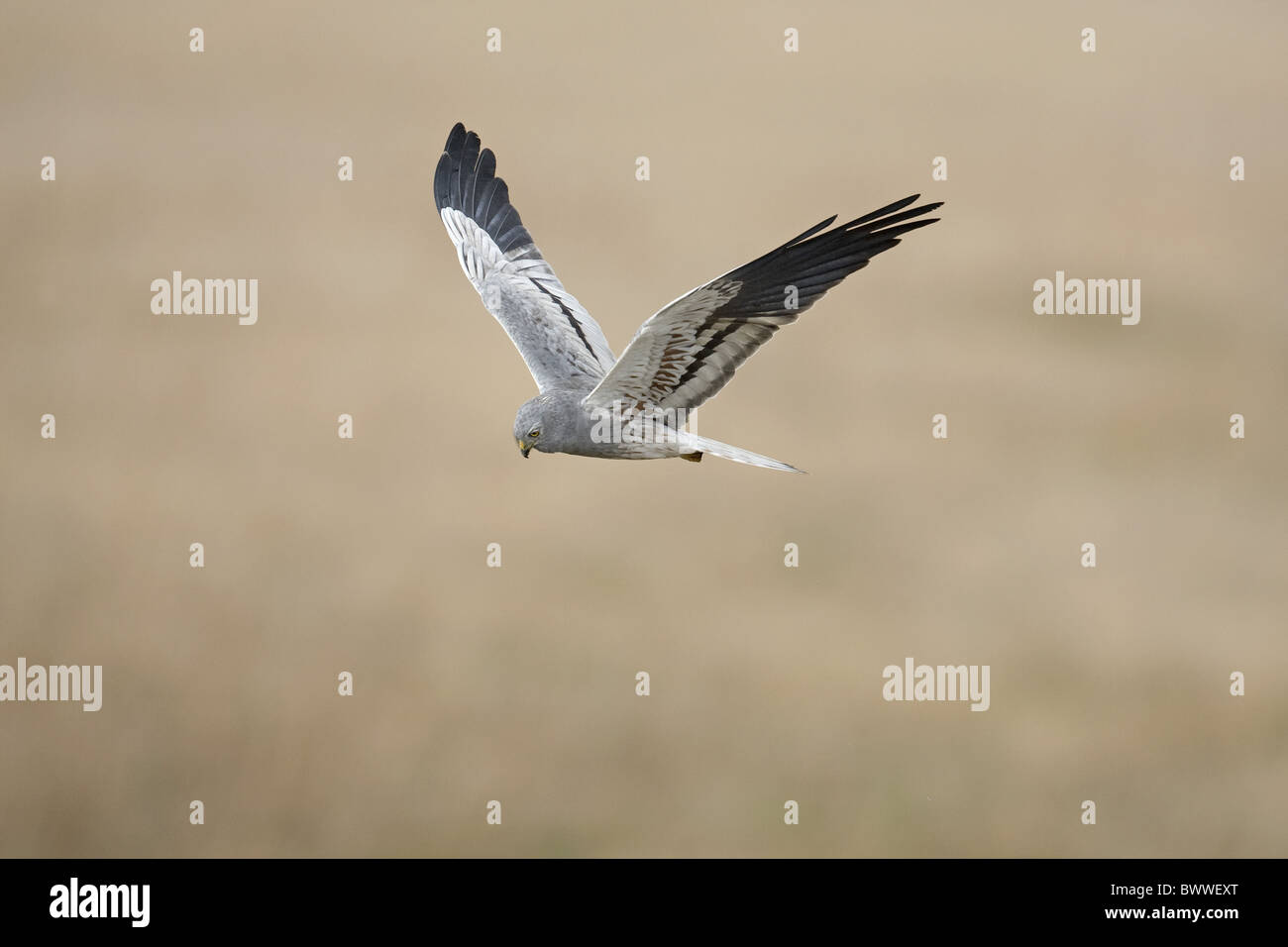 Montagu's Harrier (Circus pygargus) adult male, in flight, hunting, Spain Stock Photo