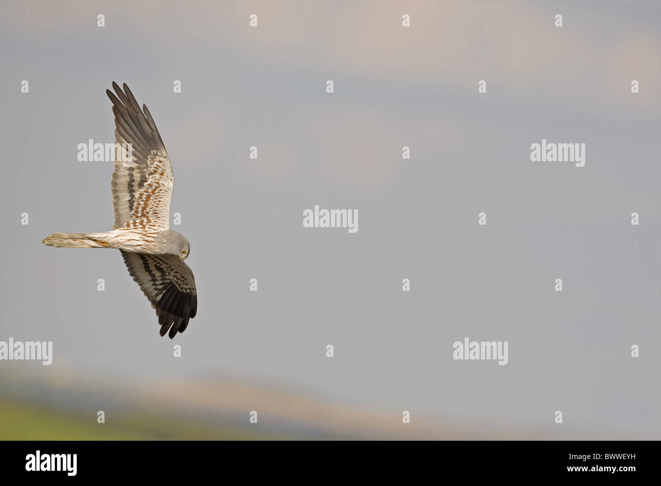 Montagu's Harrier (Circus pygargus) adult male, in flight, hunting, Spain Stock Photo