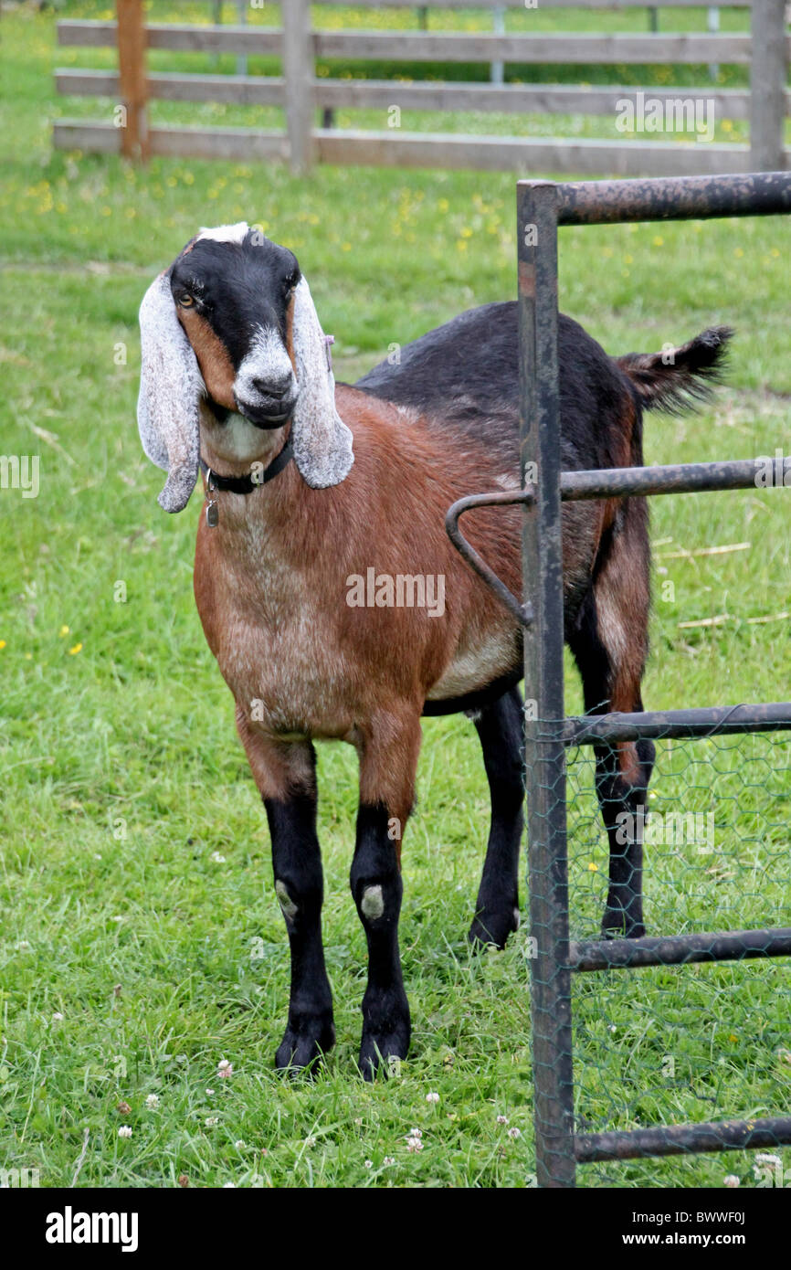 goat goats domestic domesticated farm farms farming hoofed herbivore herbivores mammal mammals