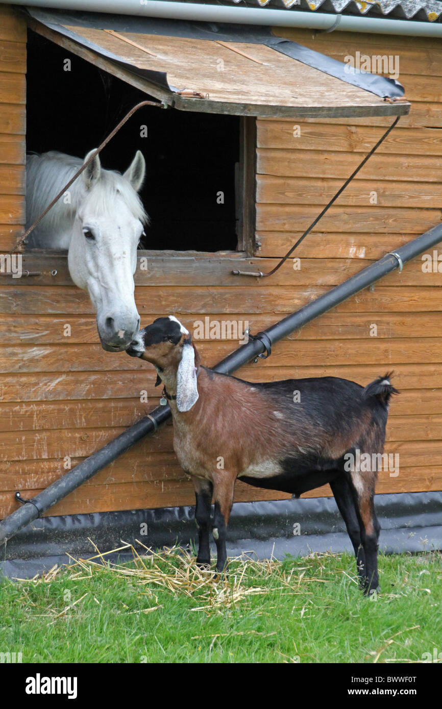 goat goats domestic domesticated farm farms farming hoofed herbivore herbivores mammal mammals