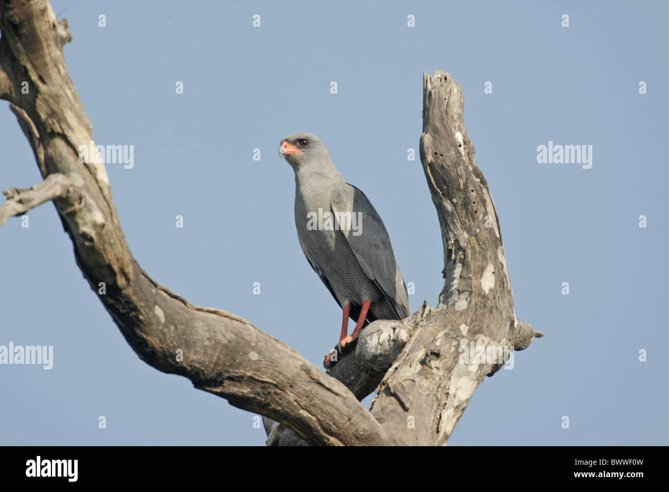 Dark Chanting-goshawk (Melierax metabates) adult, perched in dead tree, Gambia, december Stock Photo