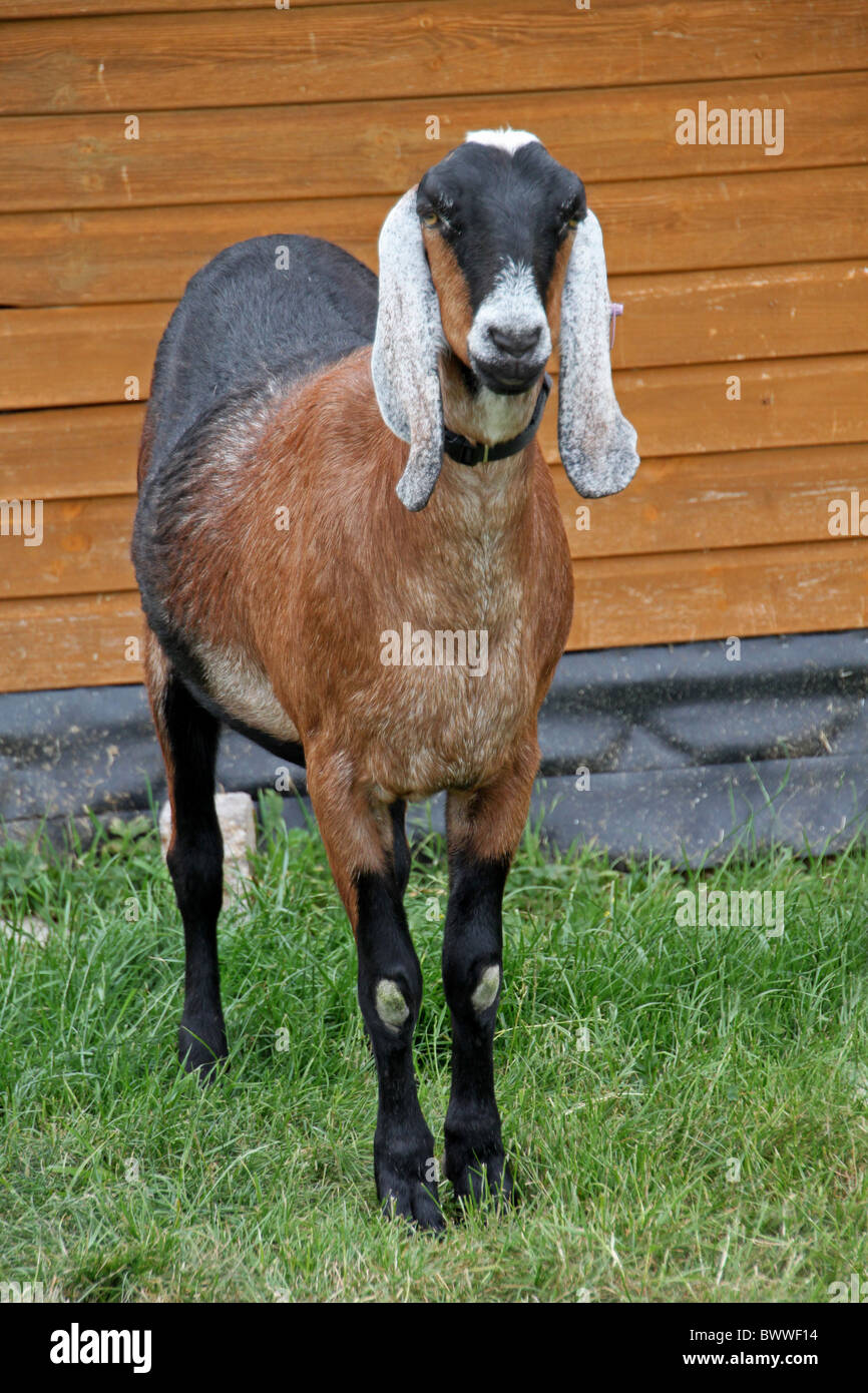 goat goats domestic domesticated farm farms farming hoofed herbivore herbivores mammal mammals
