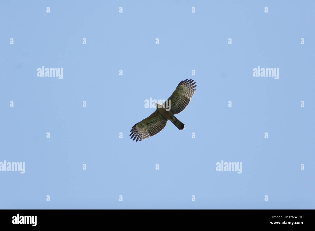 Mountain Hawk-eagle (Spizaetus nipalensis) adult, in flight, Jianfengling, Hainan, China, november Stock Photo