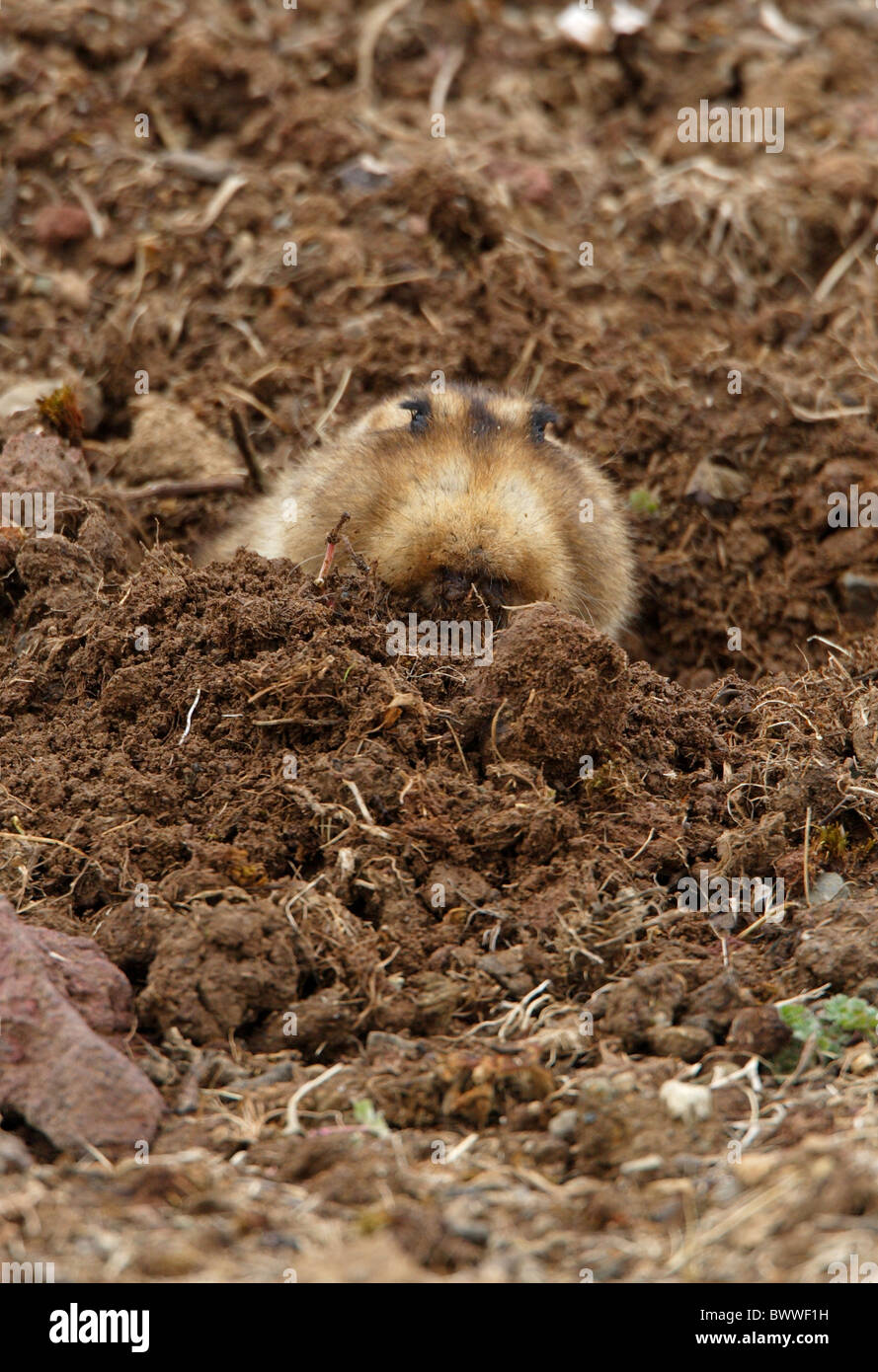 Giant Molerat (Tachyoryctes macrocephalus) adult, digging, pushing soil out of excavation, Bale
