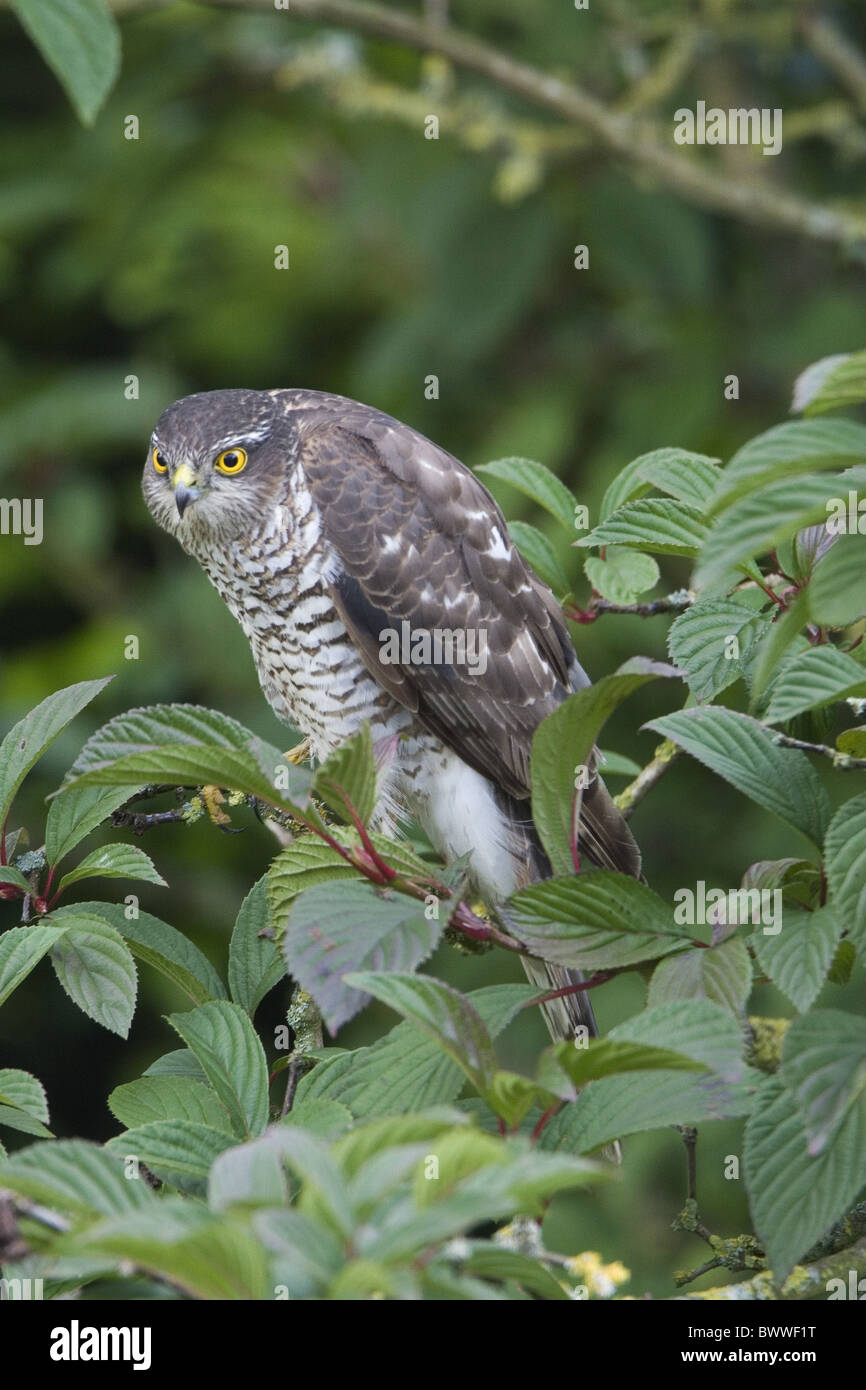 Eurasian Sparrowhawk Accipiter Nisus Adult Female Watching Prey eurasian-sparrowhawk-accipiter-nisus-adult-female-watching-prey