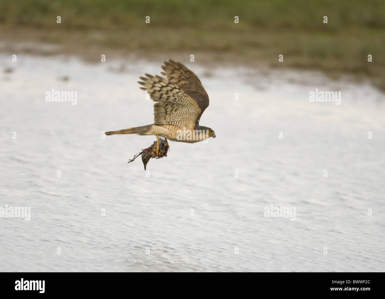 Eurasian Sparrowhawk (Accipiter nisus) adult male, in flight over water, carrying bird kill in talons, Norfolk, England Stock Photo