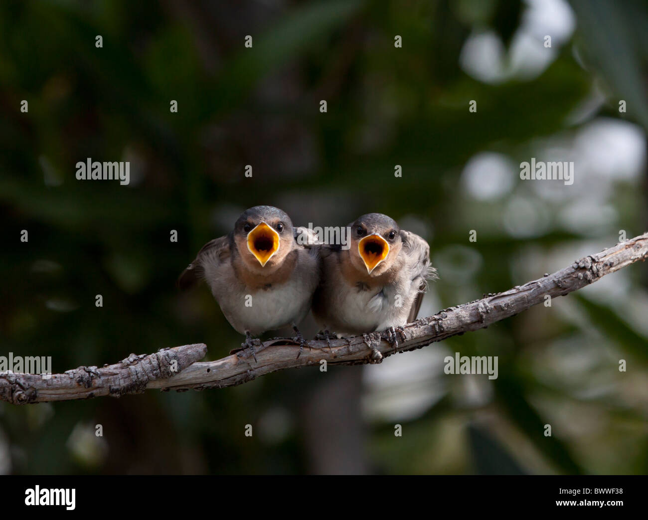 Swallow Stock Photo Alamy