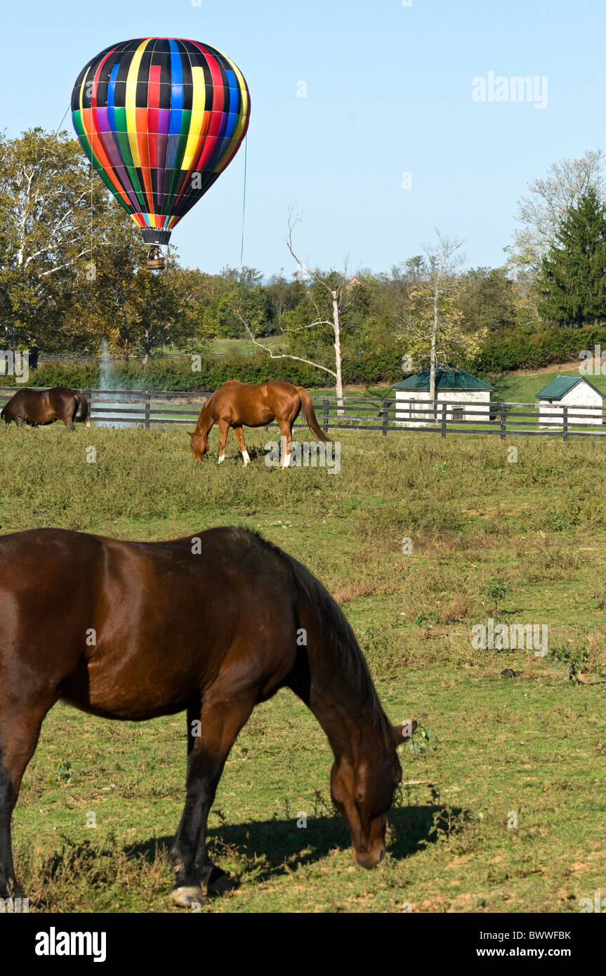 2010 Shenandoah Valley Virginia Hot Air Balloon Festival with horses