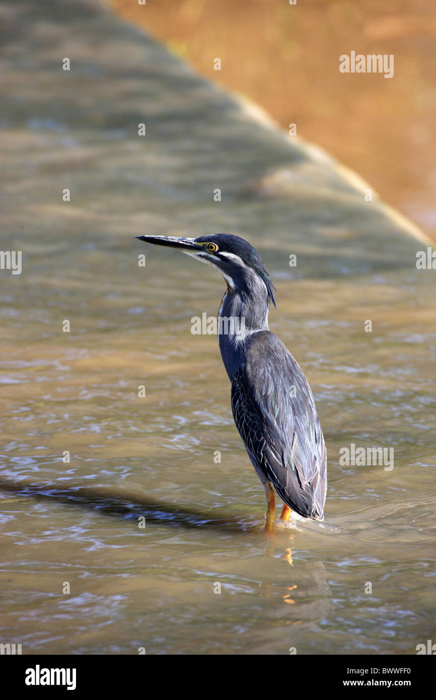 Striated Heron (Butorides striatus) adult, standing in water, Kruger N.P., South Africa Stock Photo