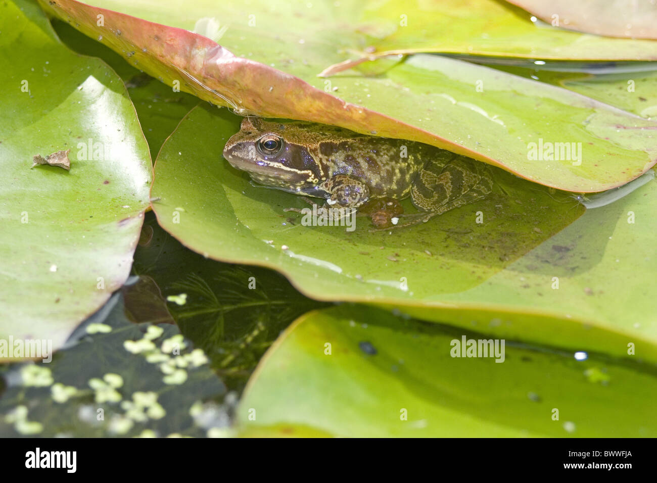 Common frog Rana temporaria hiding under lily leaf garden pond water ...