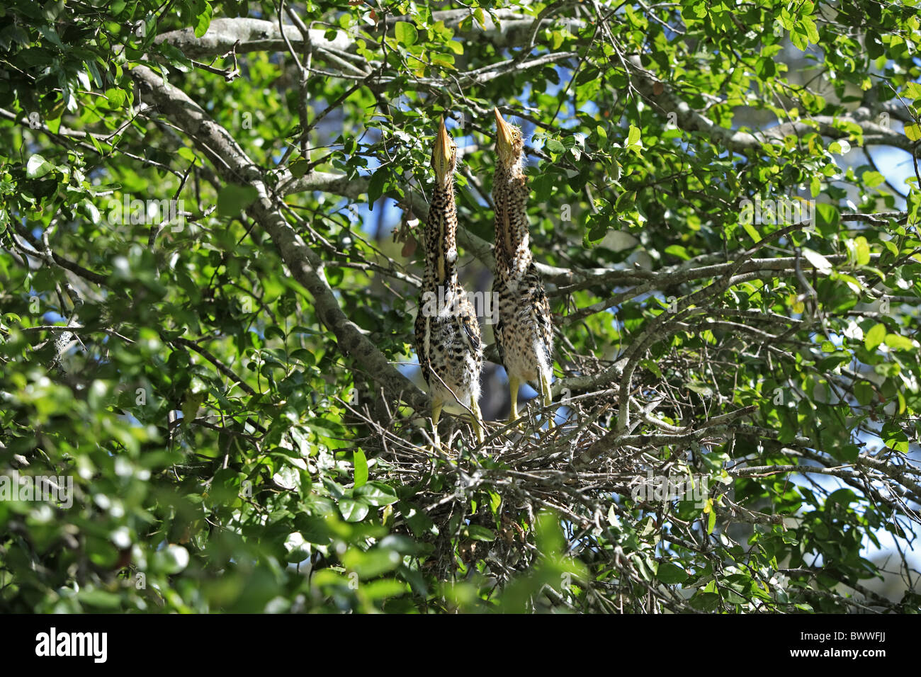 Rufescent Tiger-heron (Tigrisoma lineatum) two chicks, on nest in tree, Pantanal, Mato Grosso, Brazil Stock Photo