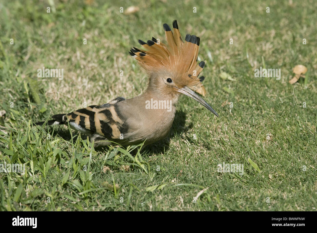 Hoopoe (Upupa epops) adult, crest raised, feeding on lawn, Egypt, january Stock Photo