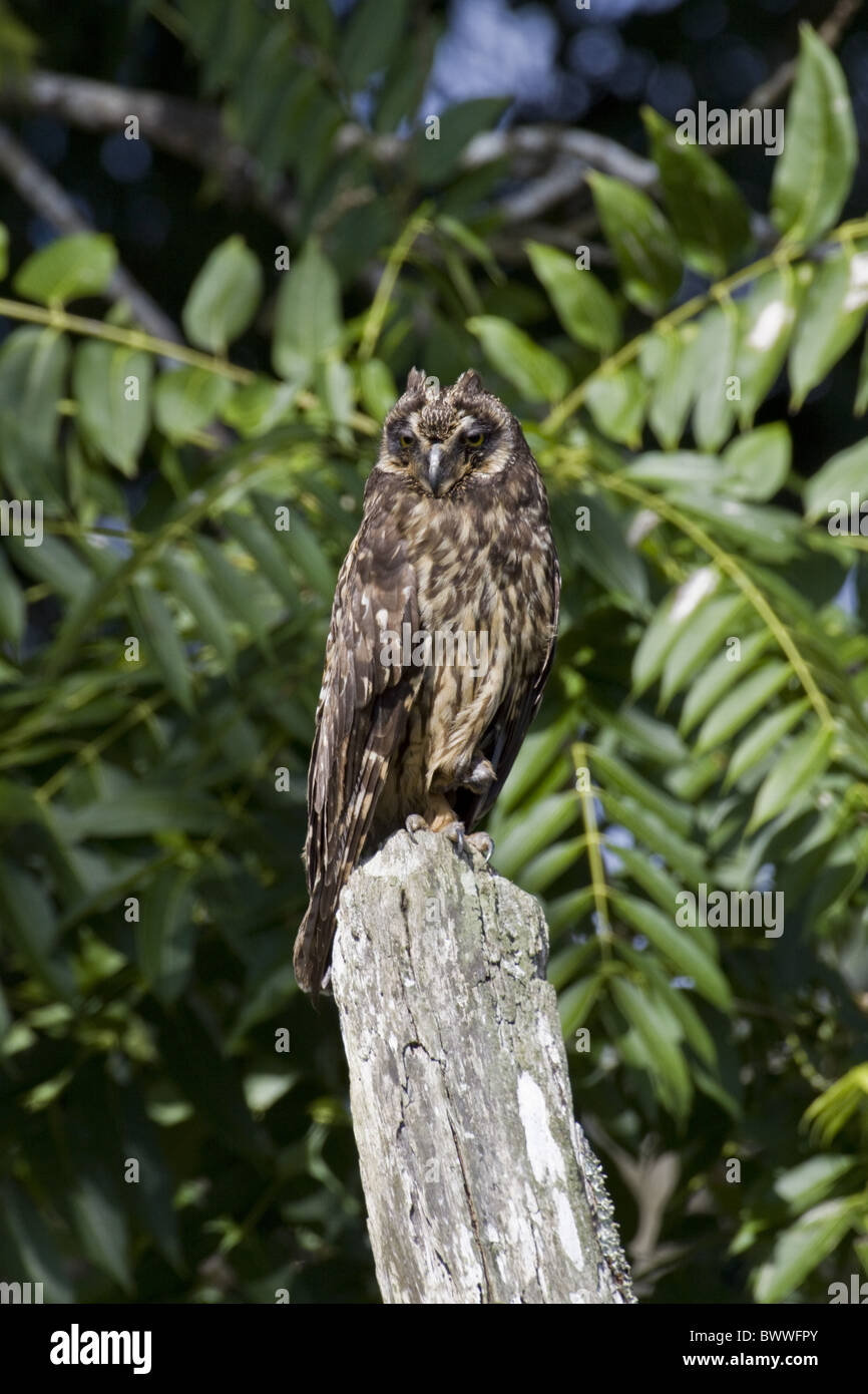 Galapagos Short Eared Owl - Floreana island. Stock Photo
