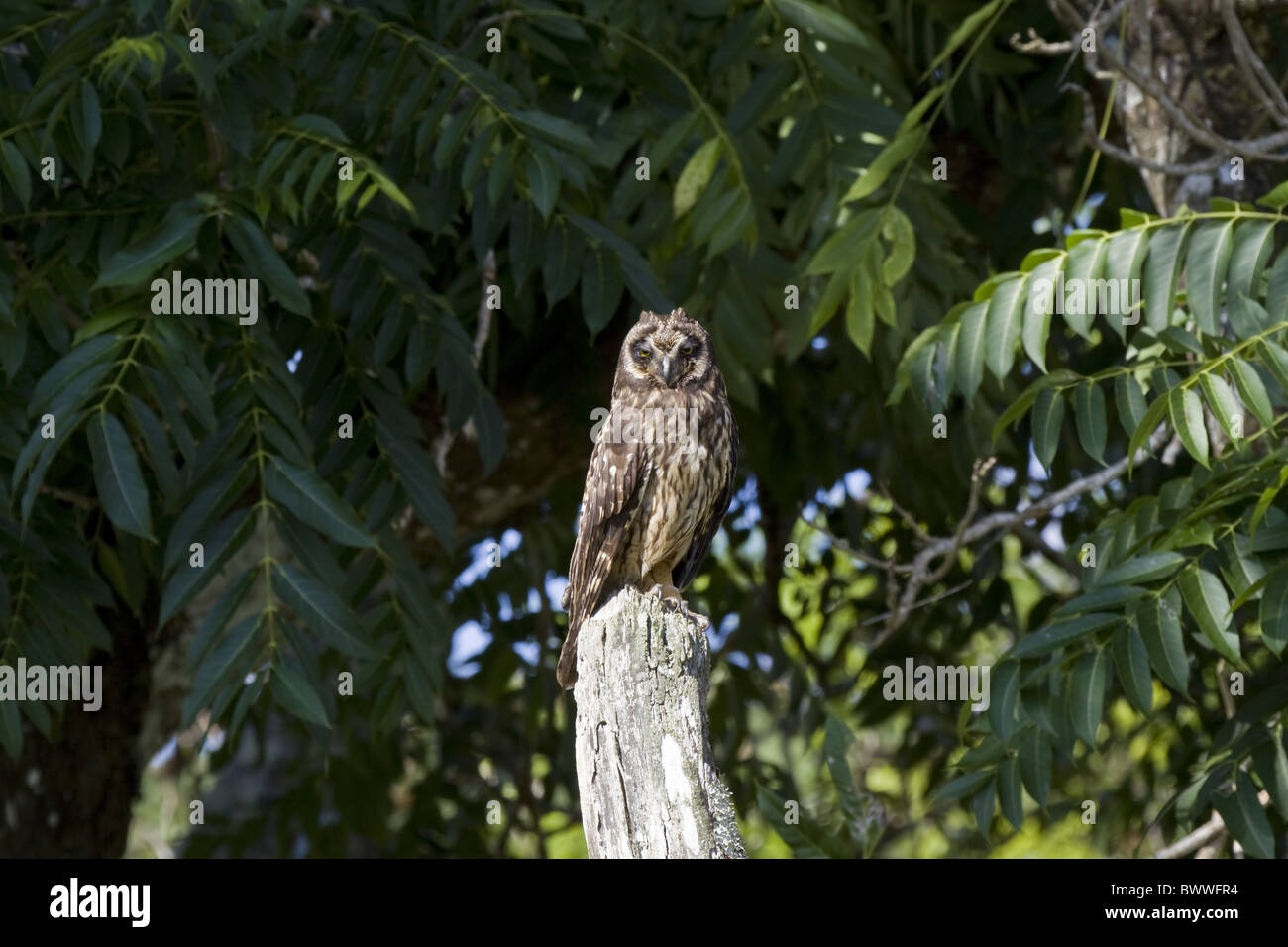 Galapagos Short Eared Owl - Floreana island. Stock Photo