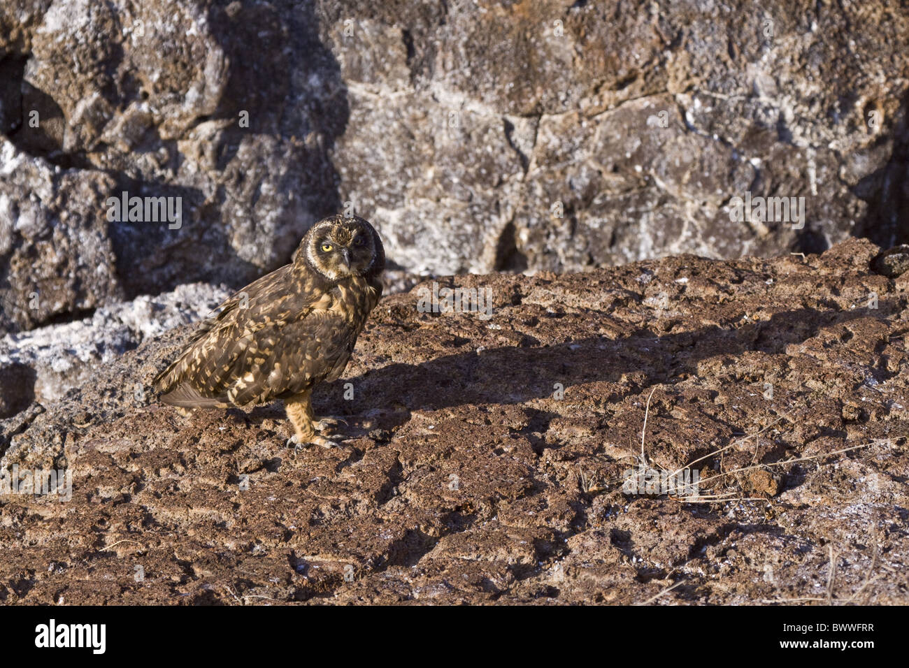 Galapagos Short Eared Owl, on Genovesa Island Stock Photo