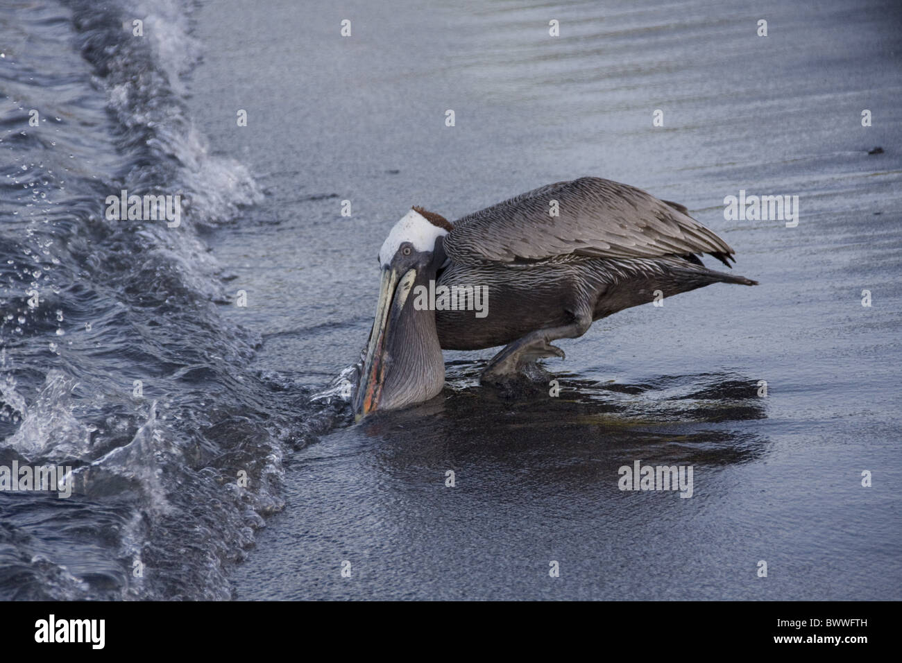 Fish scatter as the brown pelican closes its bill Stock Photo