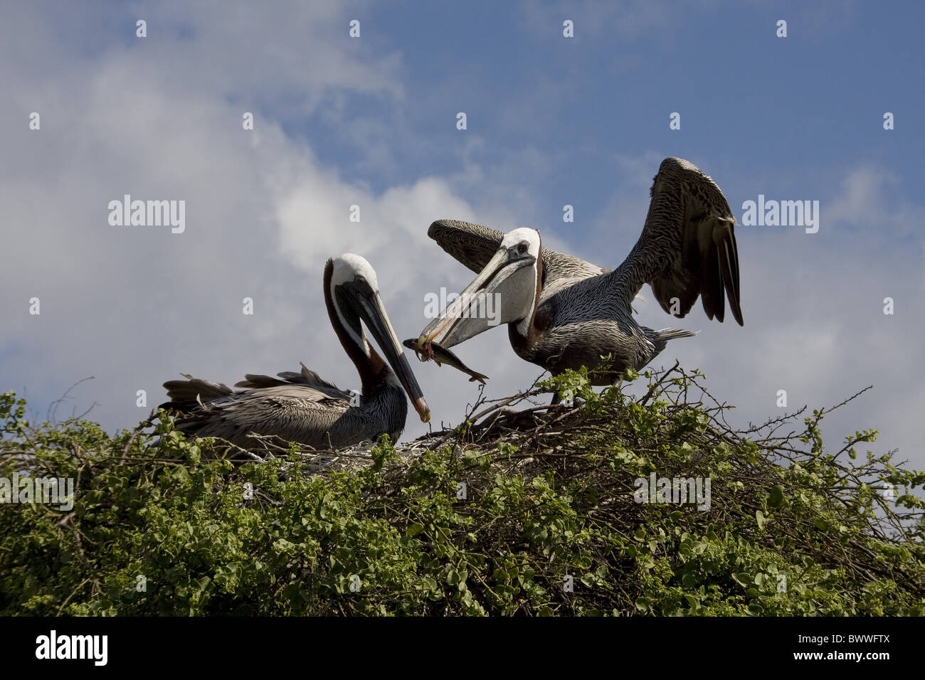 Brown Pelican's nest one bird regurgitates fish Stock Photo