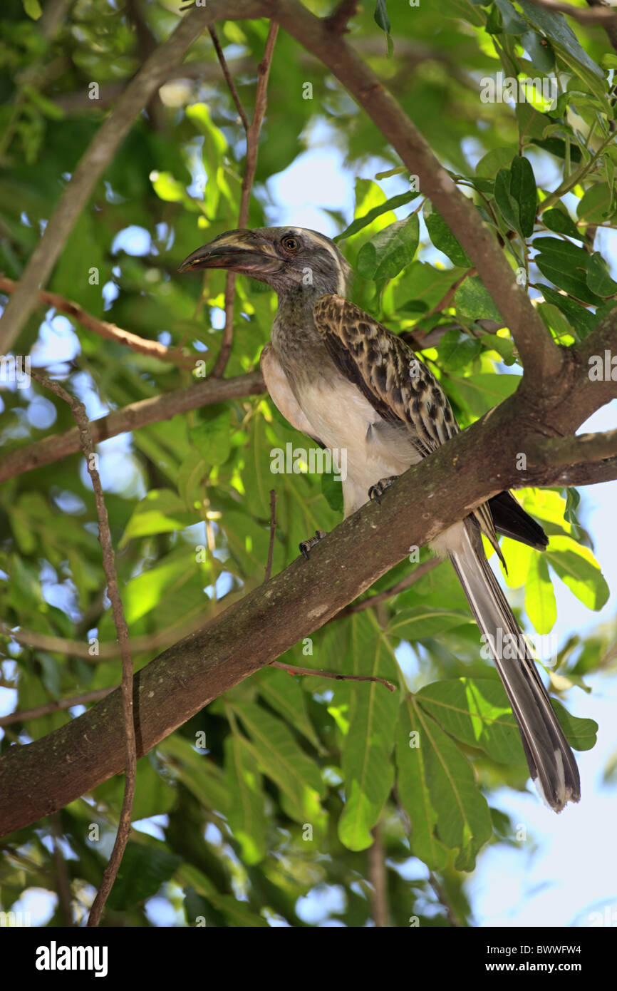 African Grey Hornbill (Tockus nasutus) adult, perched on branch, Kruger N.P., South Africa Stock Photo