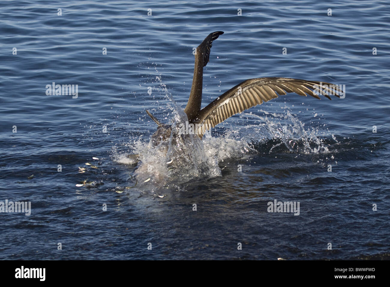 Fish scatter as brown pelican plunge dives catch Stock Photo