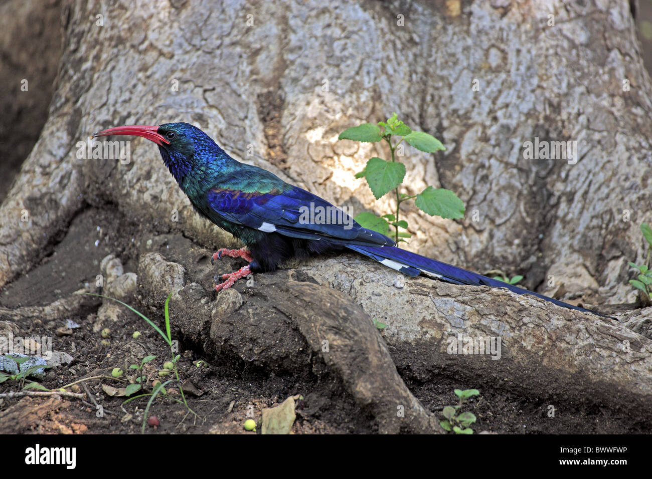 Green Wood Hoopoe (Phoeniculus purpureus) adult, foraging at base of tree, Kruger N.P., South Africa Stock Photo
