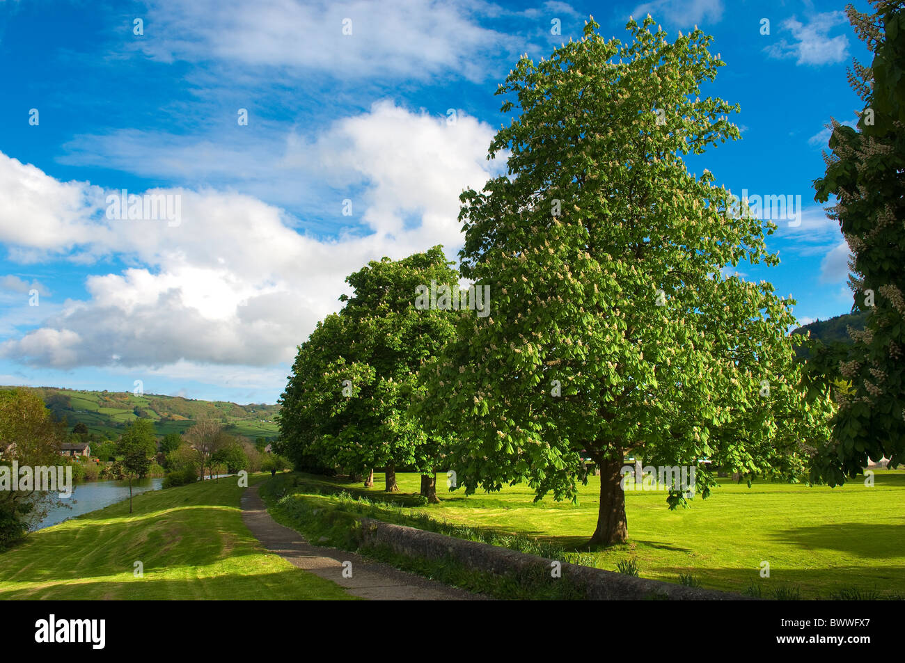 Horsechestnut trees in blossom by the side of the River Conwy, Llanrwst, North Wales Stock Photo