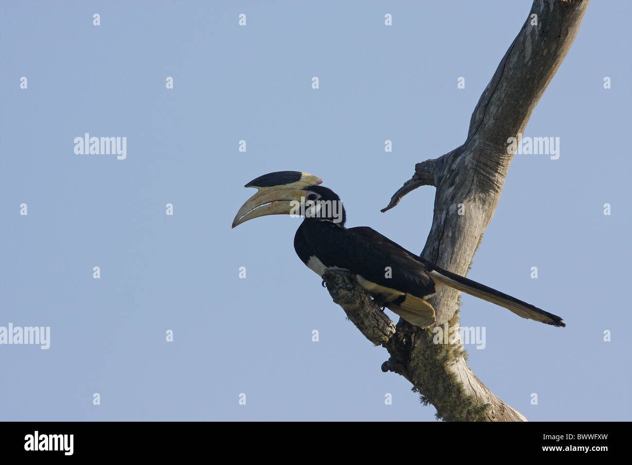 Malabar Pied Hornbill (Anthracoceros coronatus) adult, perched in dead tree, Yala N.P., Sri Lanka Stock Photo