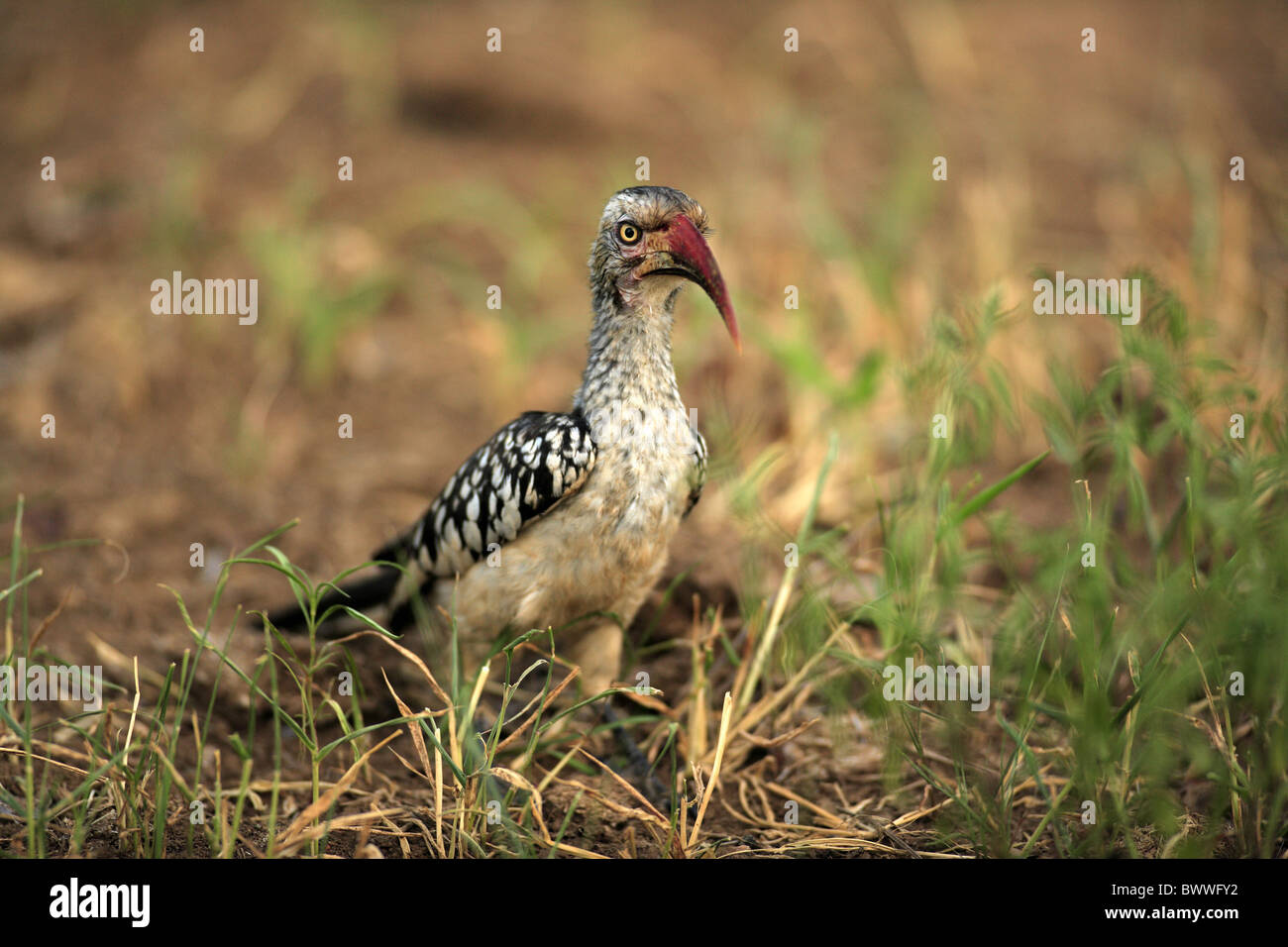 Red-billed Hornbill (Tockus erythrorhynchus) adult, foraging on ground, Kruger N.P., South Africa Stock Photo