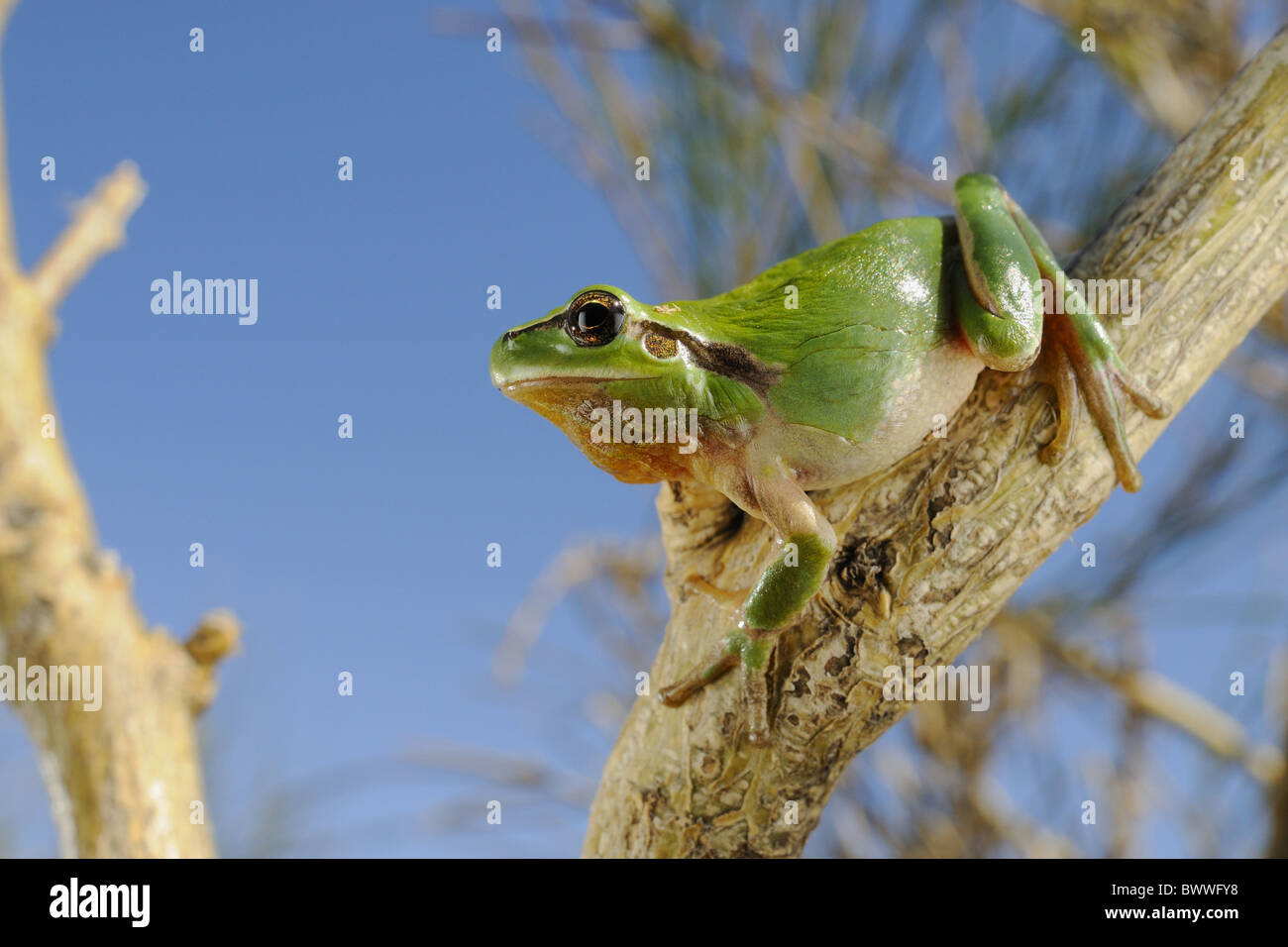 Hyla meridionalis tree frog amphibian frog frogs treefrog treefrogs