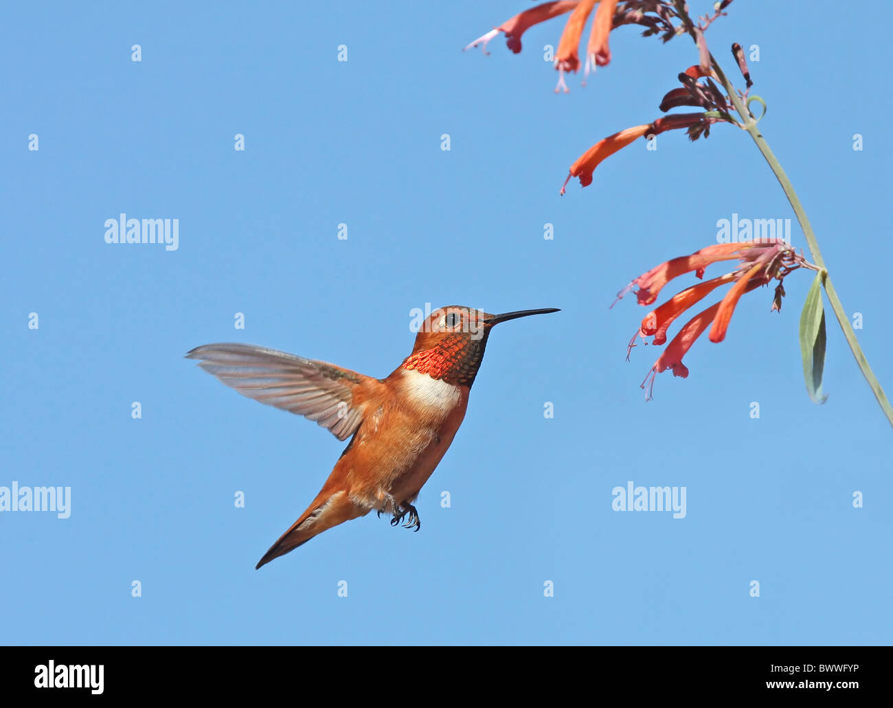 Rufous Hummingbird (Selasphorus rufus) adult male, in flight, hovering at flowers, New Mexico, U.S.A. Stock Photo