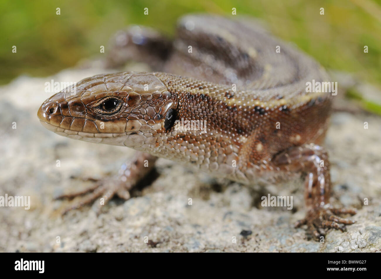 Zootoca vivipara lizard Alps Italy viviparous lizard lizards reptile