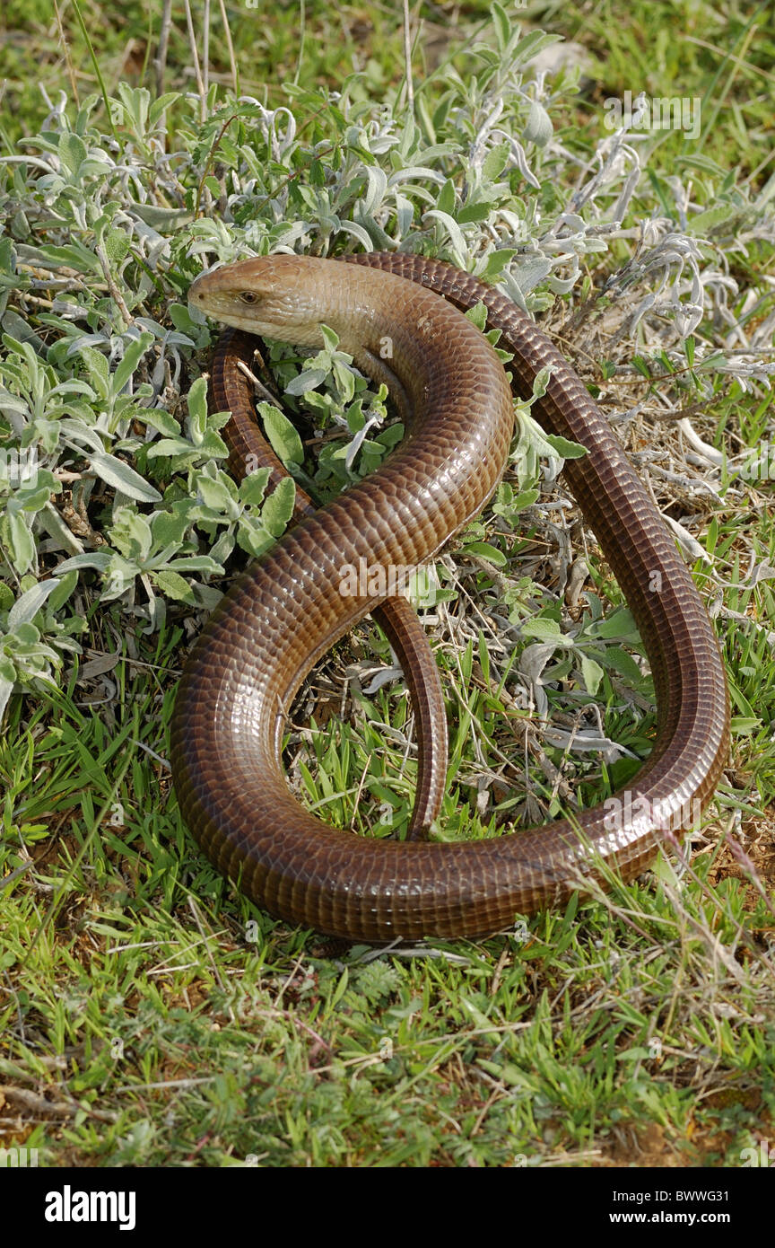 Croatia Vertebrates reptile Pseudopus apodus anguidae lizard lizards reptile reptiles animal