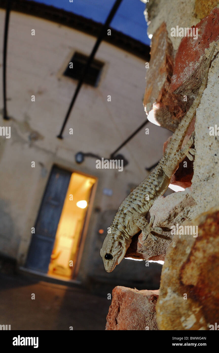 Italy Vertebrates gecko landscape reptile wideangle building house Tarentola mauritanica gecko
