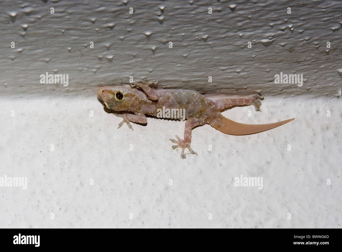 Turkish Gecko Hemidactylus Turcicus Walking Ceiling House