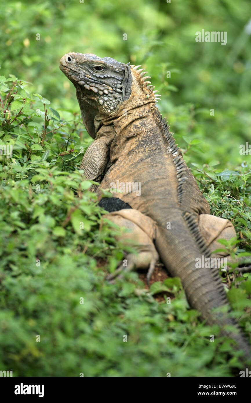 maennlich male Portrait close up iguana iguanas reptile reptiles