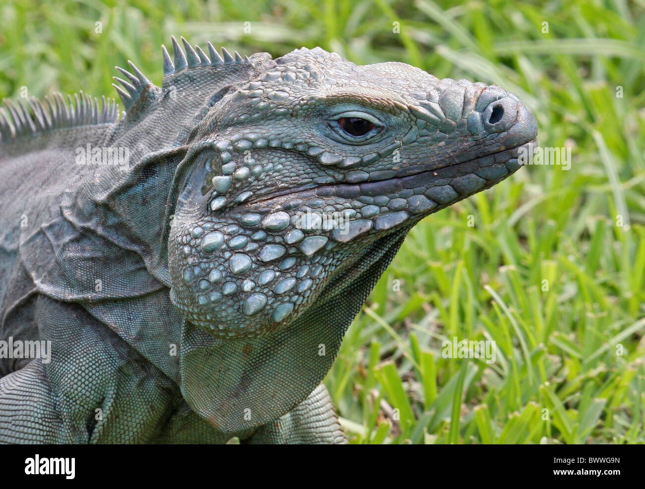 Grand Cayman Rock Iguana (Cyclura lewisi) adult, close-up of head, Queen Elizabeth II Botanical Park, Grand Cayman, Cayman Stock Photo