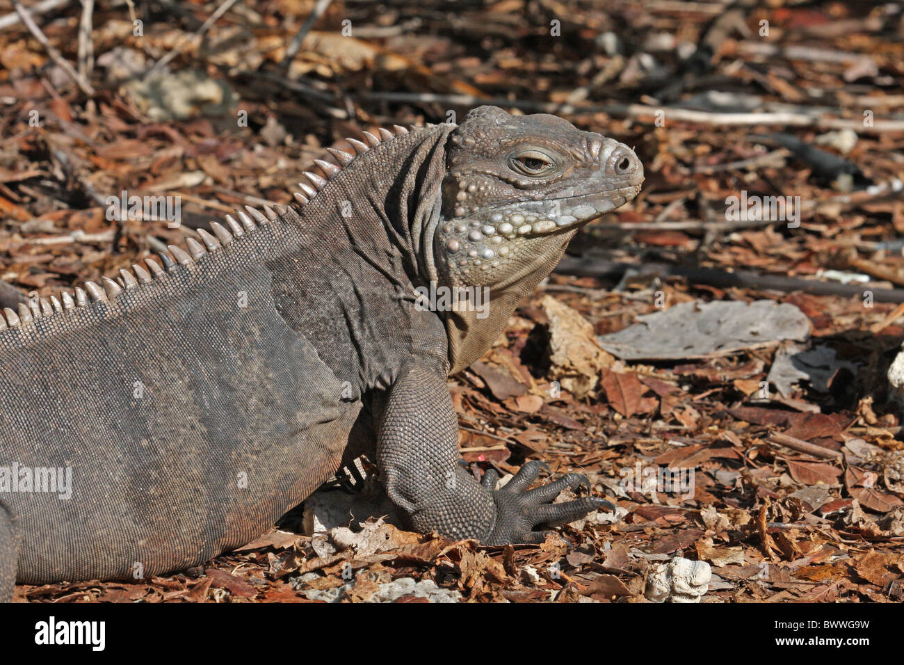 little cayman rock iguana michael gore iguana iguanas reptile reptiles ...