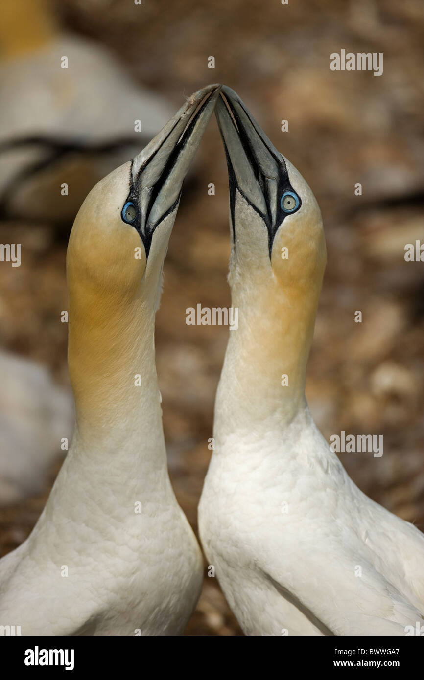Northern Gannet Morus bassanus Canada  Pair bonding display performed when couple is reunited Stock Photo